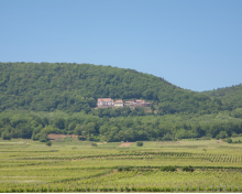 Vignoble et for&ecirc;t &agrave; VTT - Pays d'Eguisheim et de Rouffach