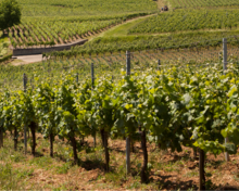 Vignoble et vallon d'Alsace - Pays d'Eguisheim et de Rouffach
